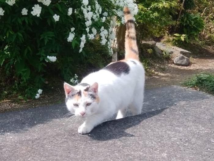 タマちゃん タマちゃん