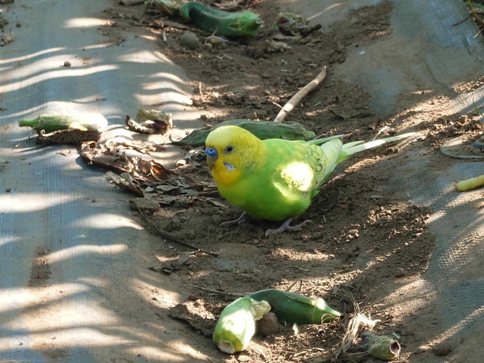 目撃された鳥 目撃された鳥