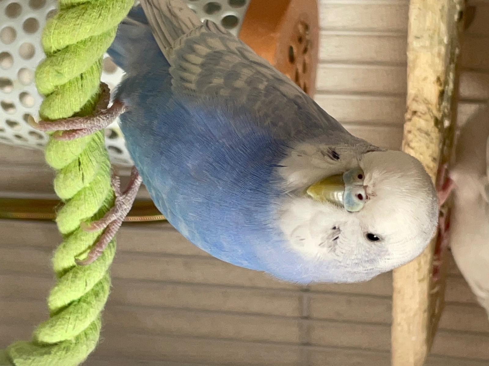 コロンちゃん コロンちゃん