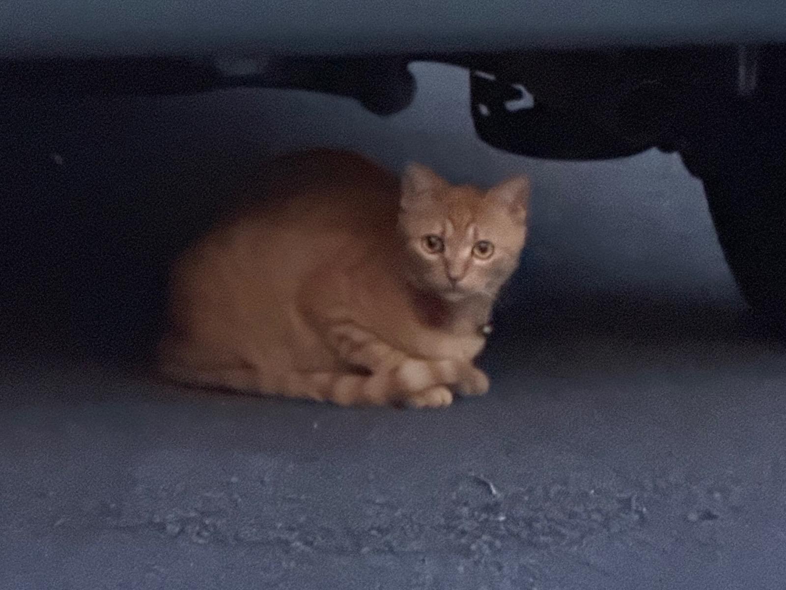 目撃された猫