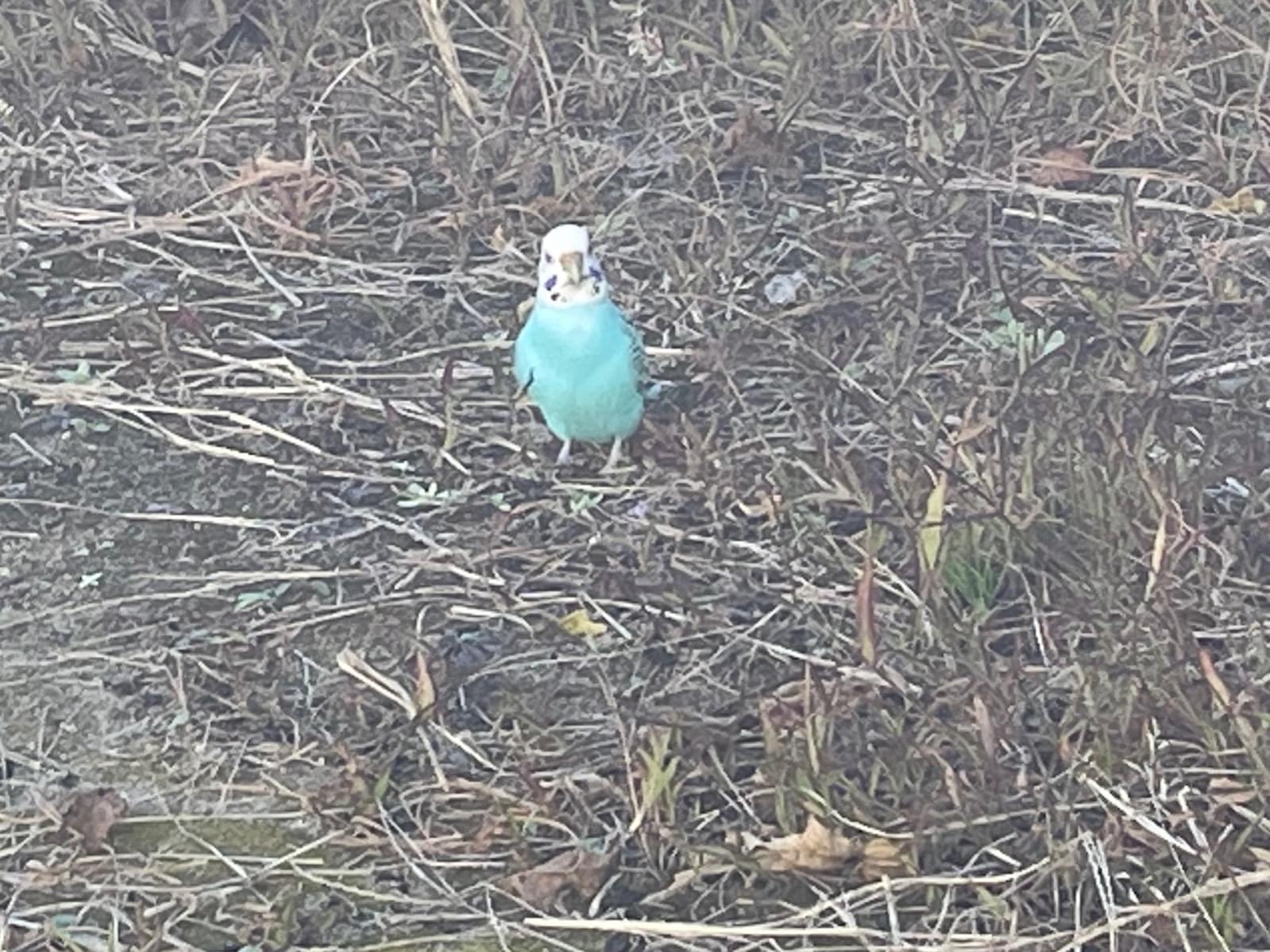 目撃された鳥 目撃された鳥