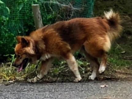 目撃された犬 目撃された犬