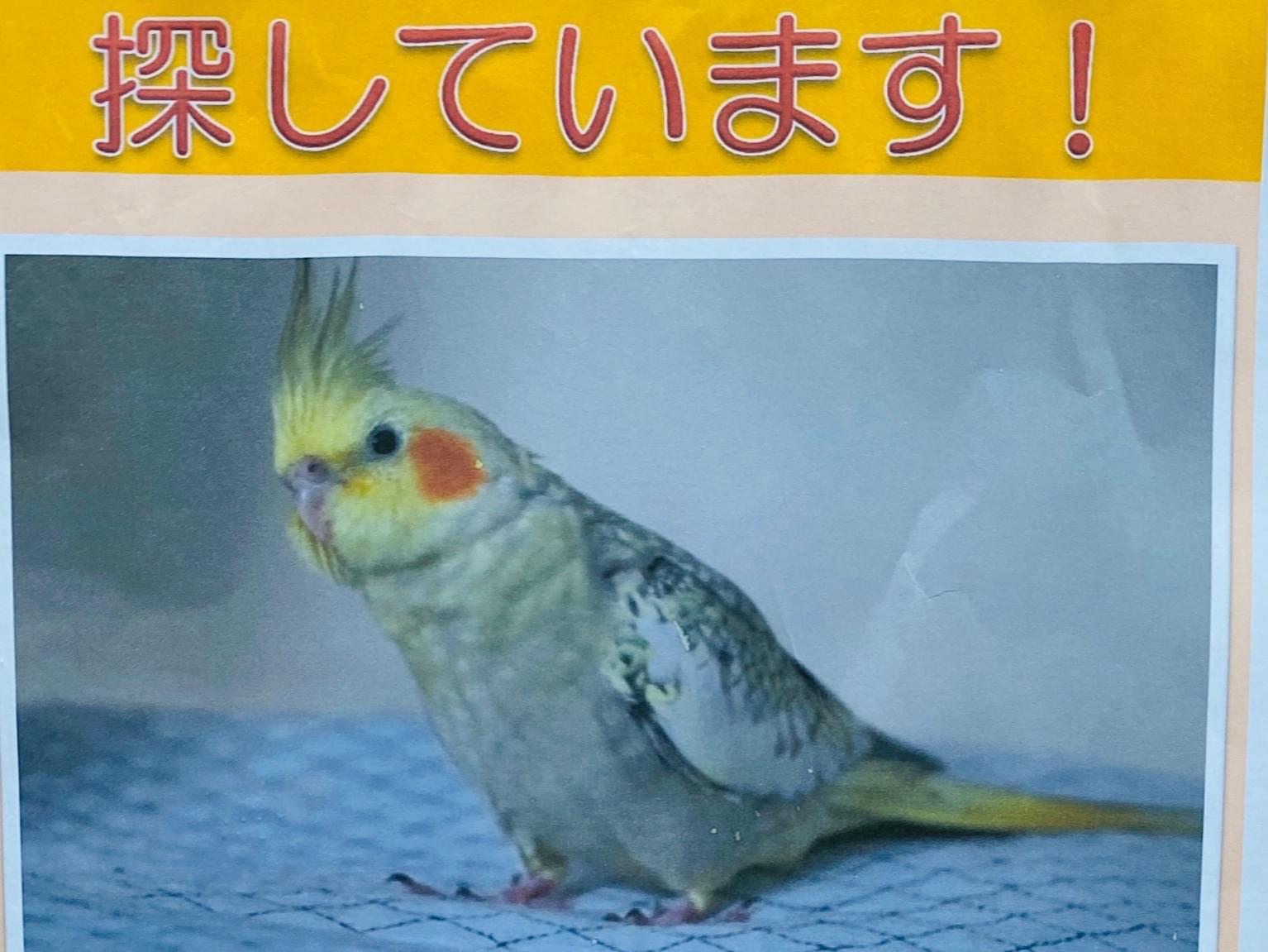 シナモンちゃん シナモンちゃん