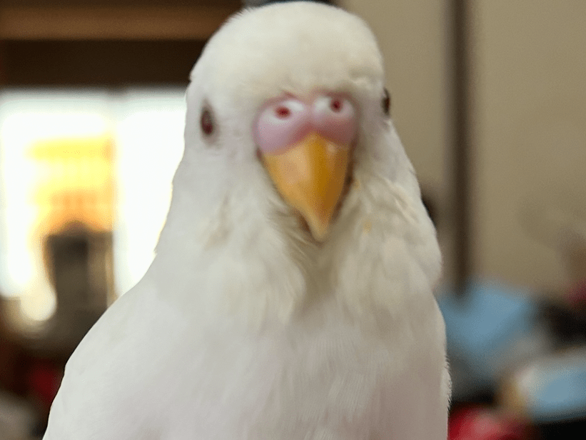 にこちゃん にこちゃん