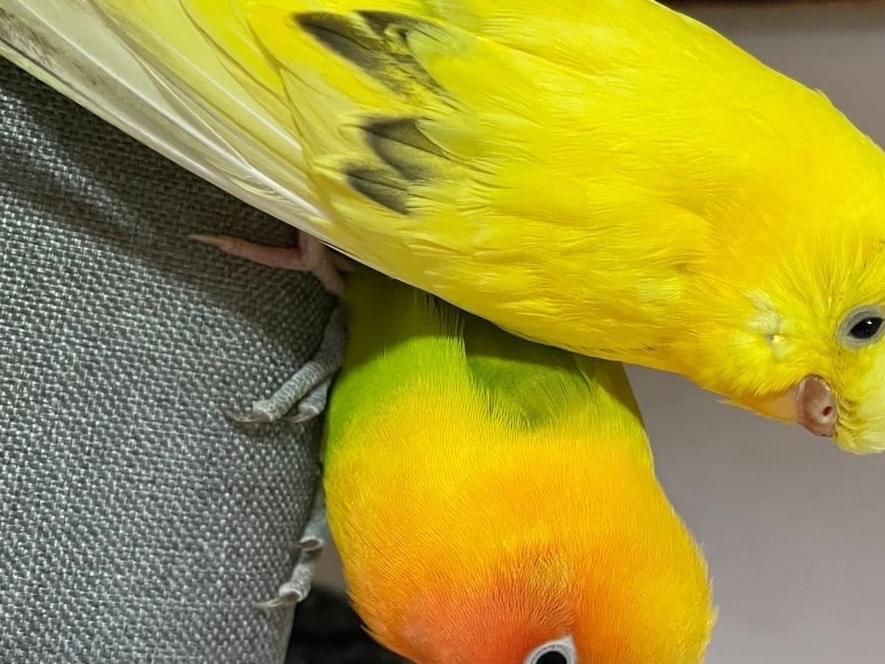 ヴィトンちゃん ヴィトンちゃん