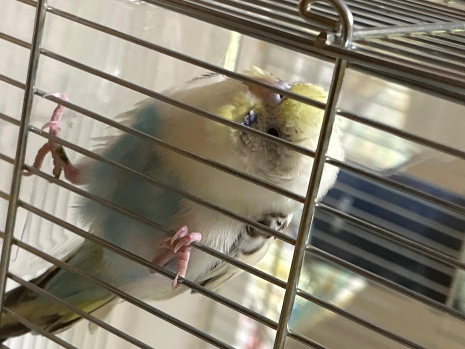 保護された鳥 保護された鳥