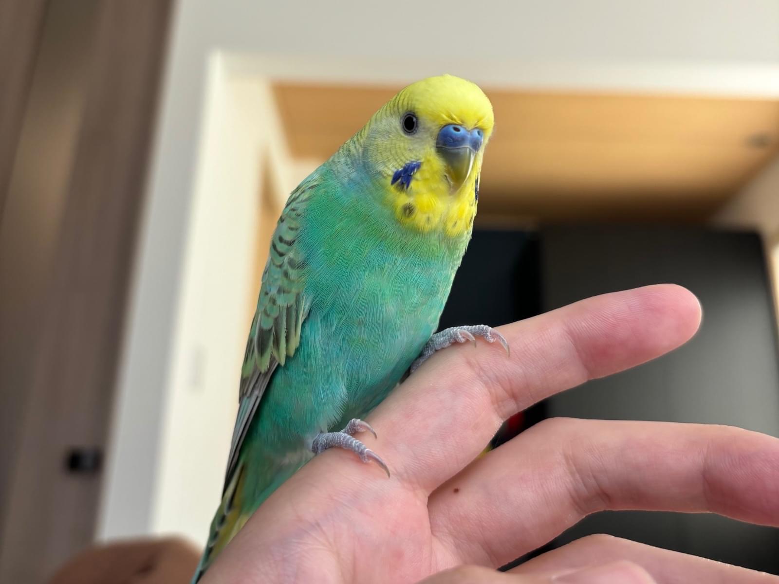 にこちゃん にこちゃん