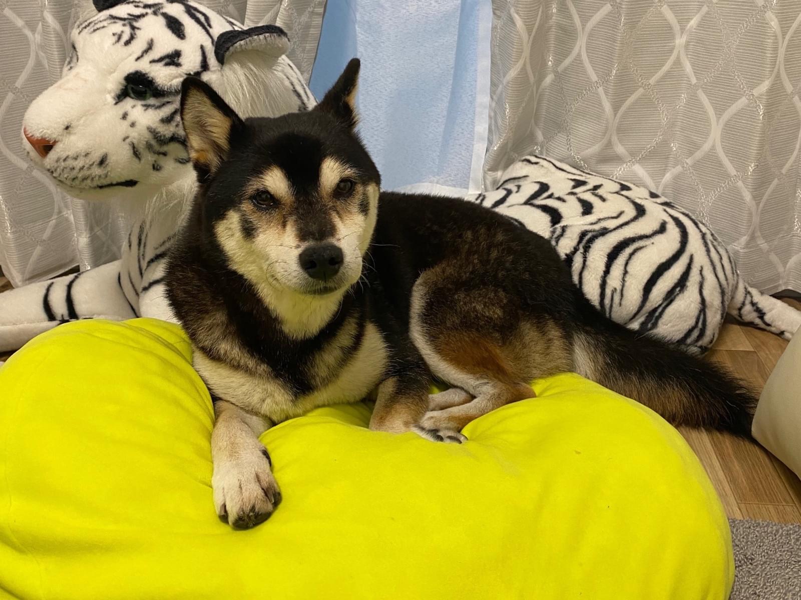保護された犬 保護された犬