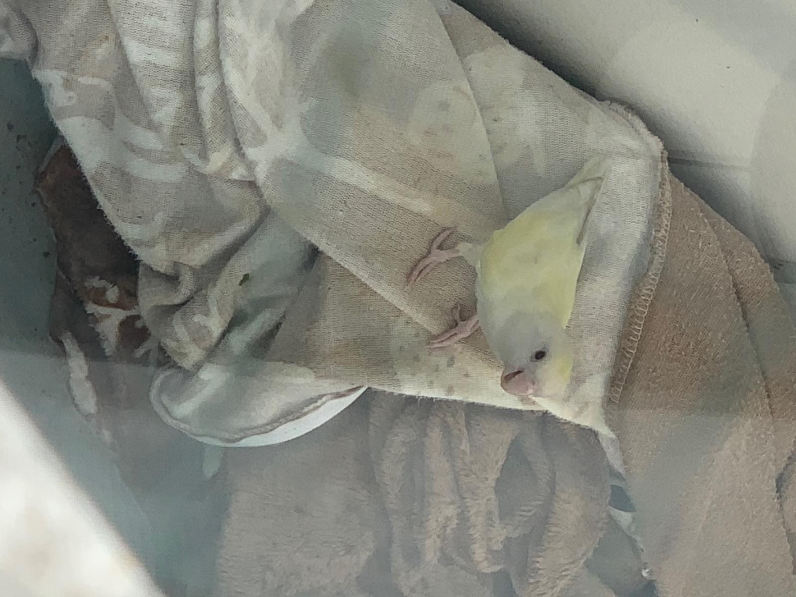 目撃された鳥 目撃された鳥