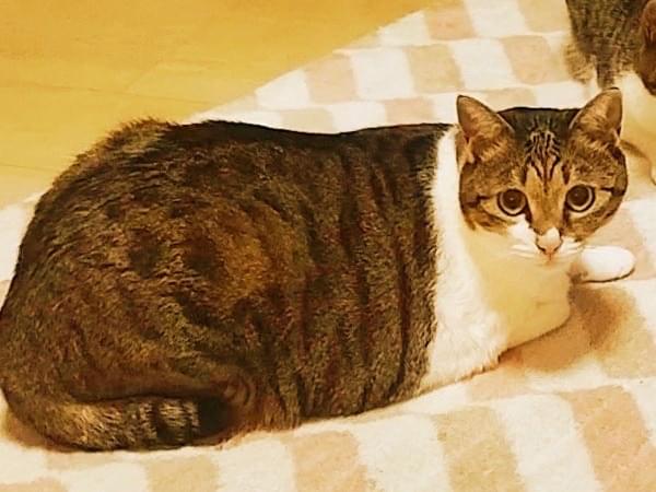 いちょうちゃん いちょうちゃん