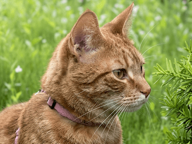 目撃された猫