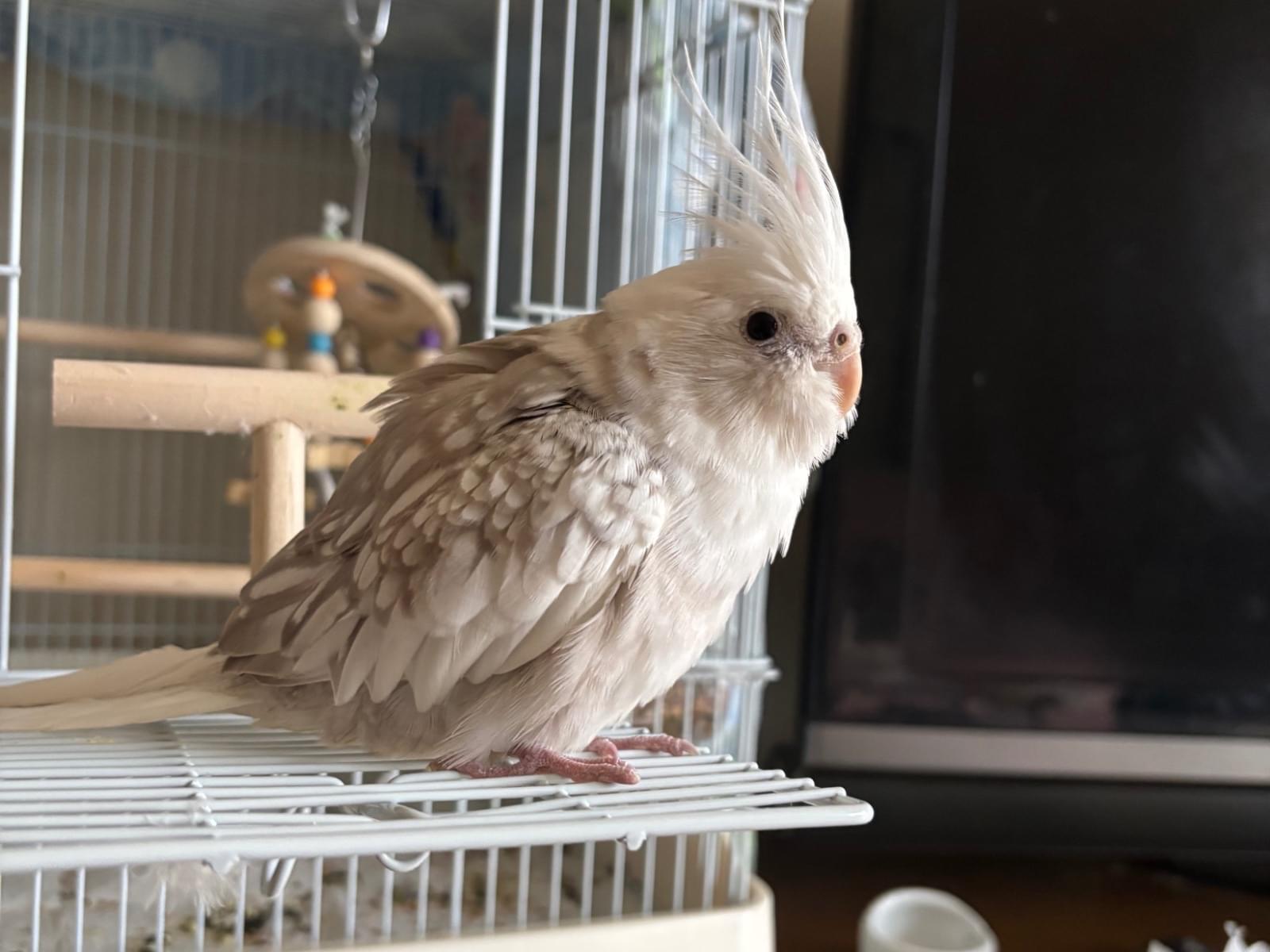 梅ちゃん 梅ちゃん