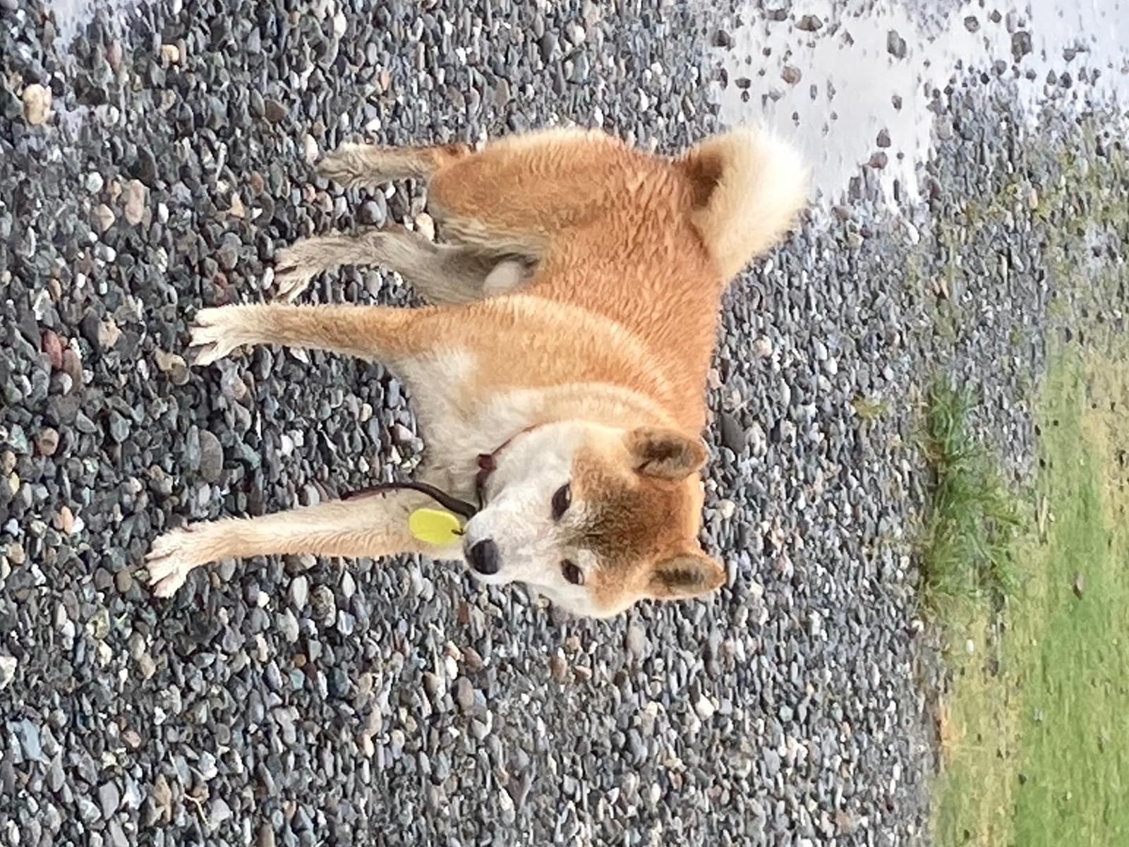 目撃された犬 目撃された犬