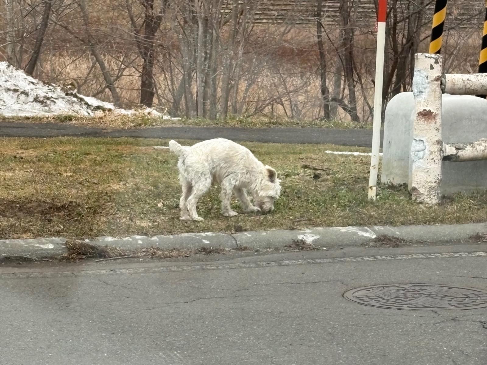 目撃された犬 目撃された犬