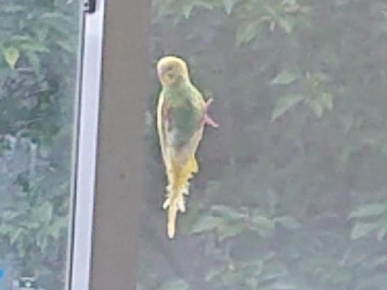 目撃された鳥 目撃された鳥