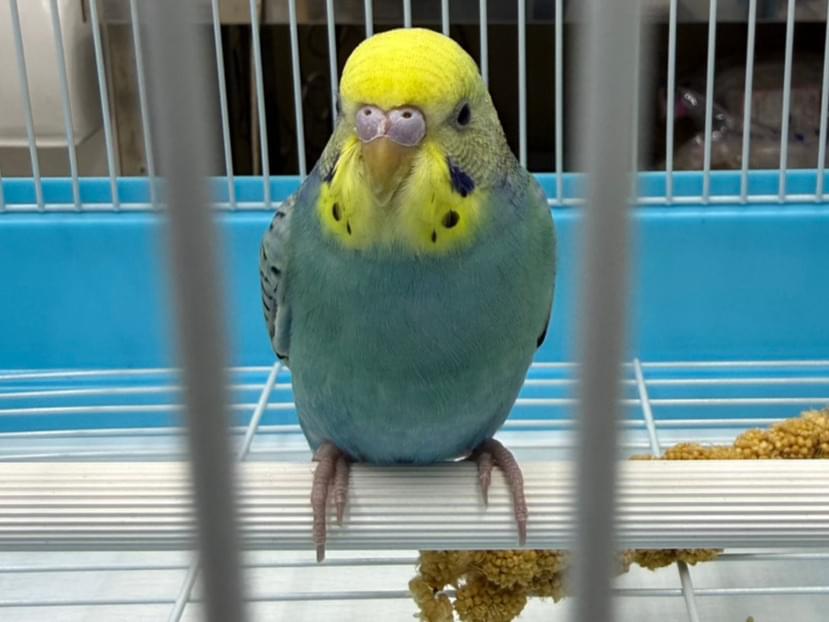 保護された鳥 保護された鳥
