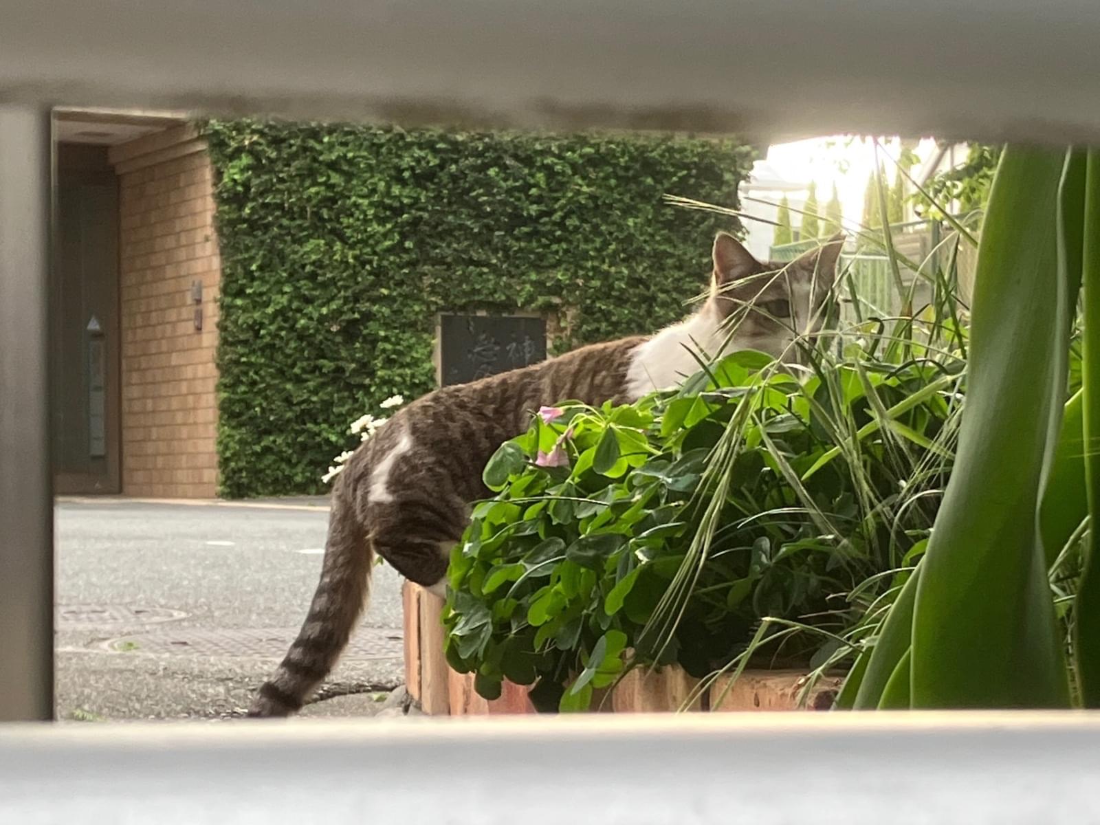目撃された猫