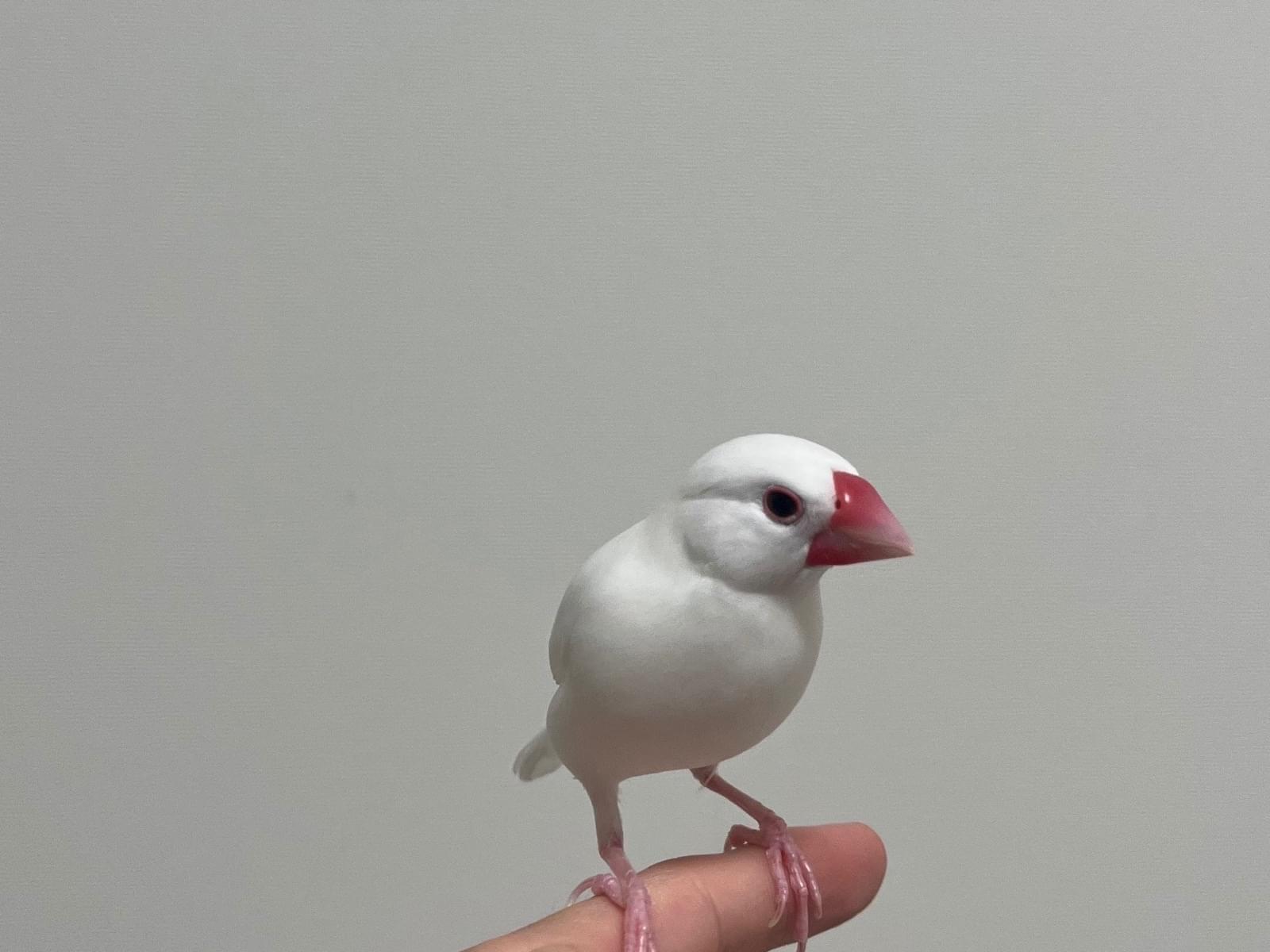 ももすけちゃん ももすけちゃん