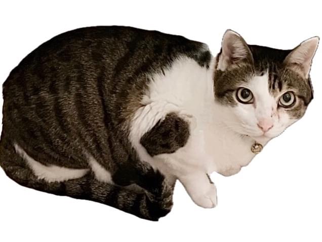 トラちゃん トラちゃん