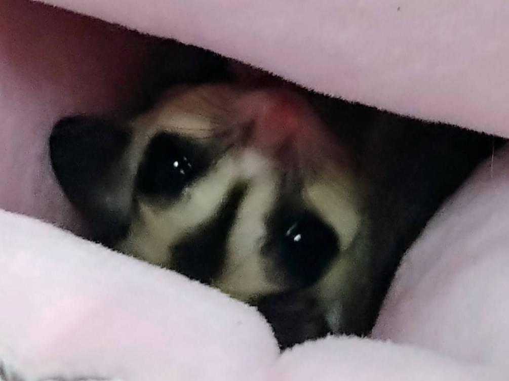 津凪ちゃん 津凪ちゃん