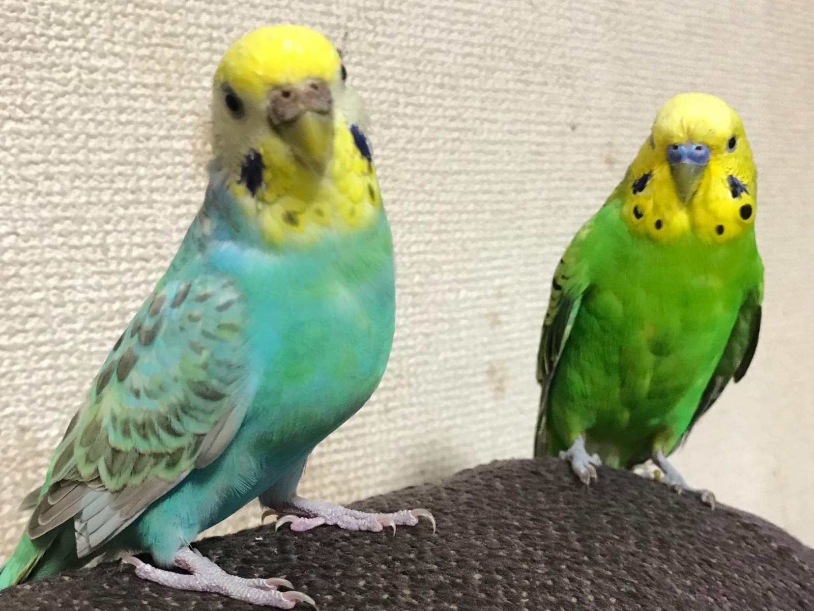 ホップちゃん ホップちゃん