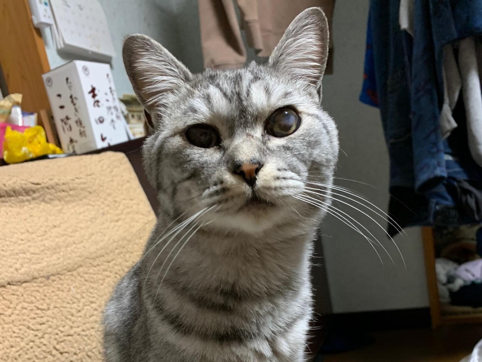 ケンシンちゃん ケンシンちゃん