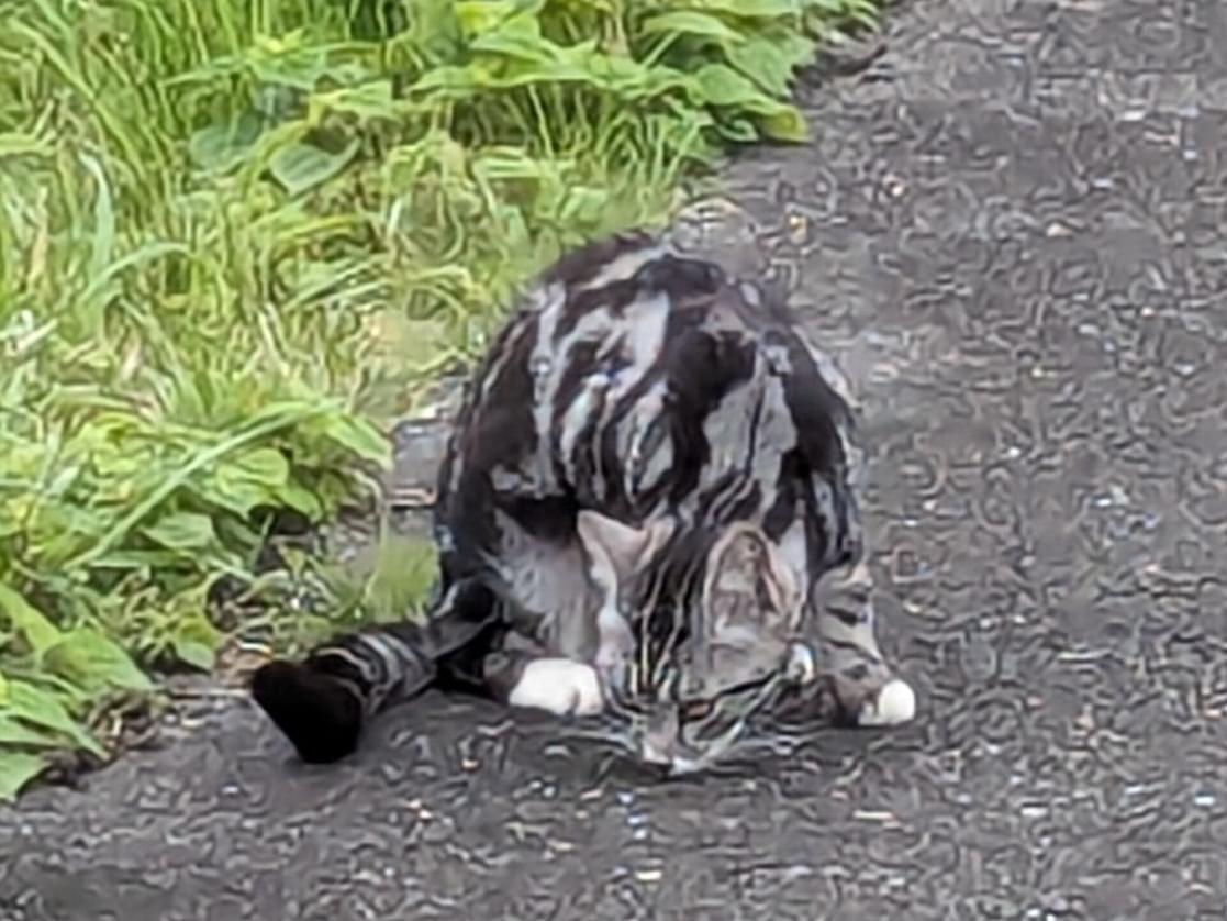 目撃された猫 目撃された猫