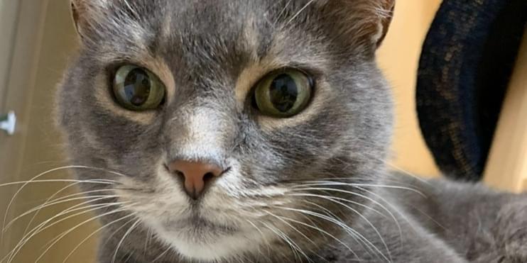 グレーの猫を探しています