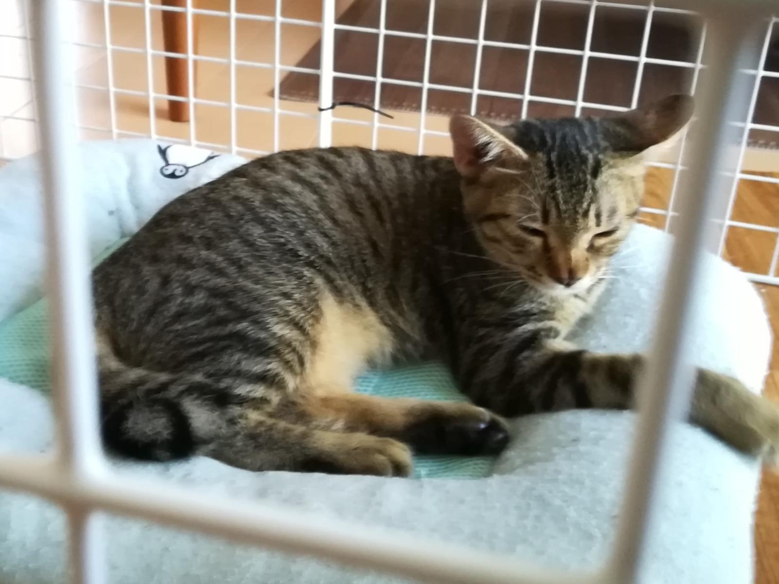 保護された猫 保護された猫