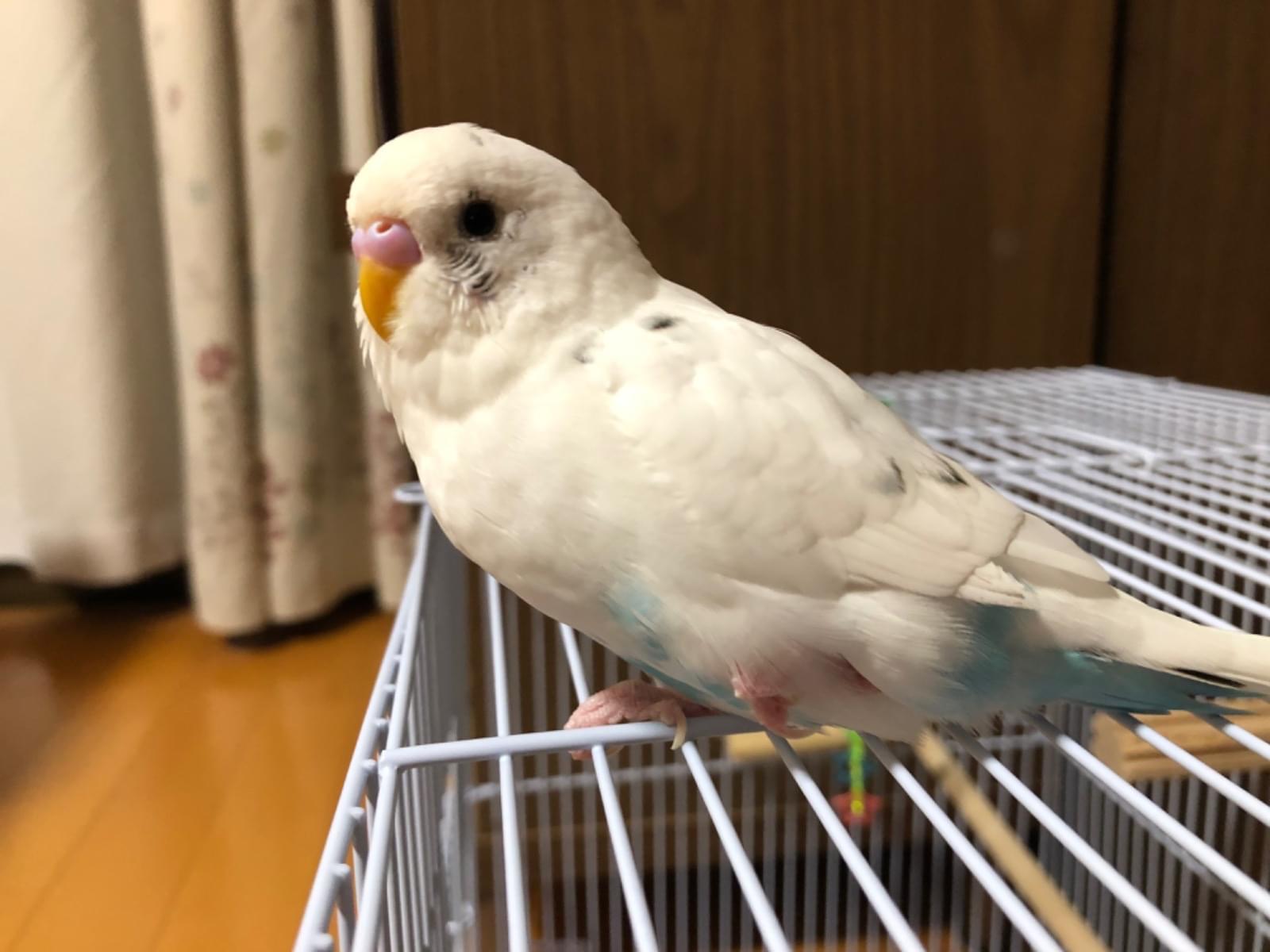シロちゃん シロちゃん