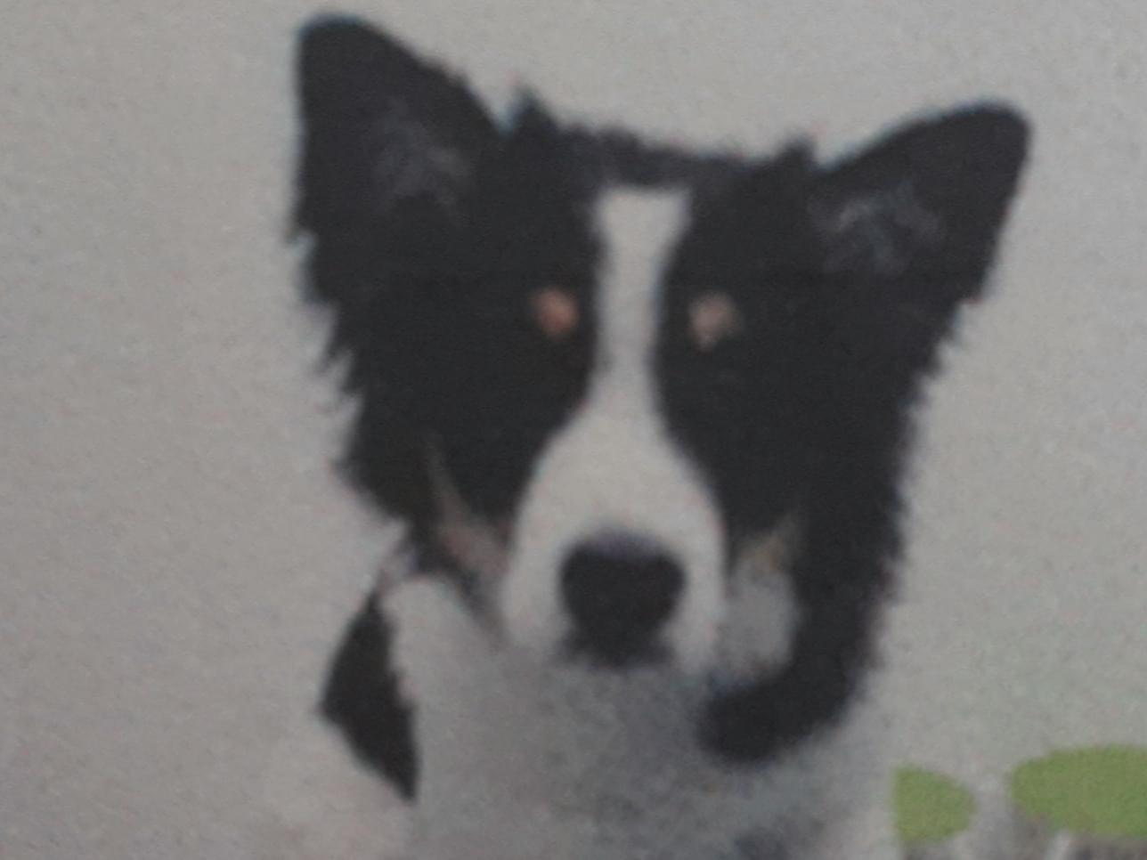 保護された犬 保護された犬