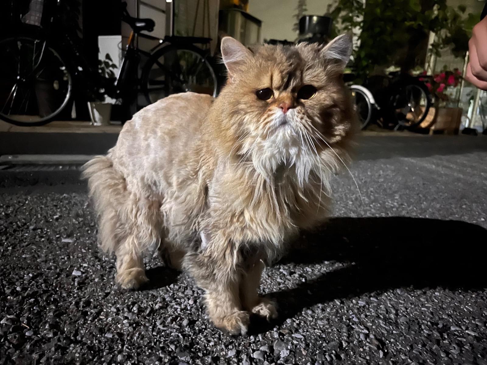 目撃された猫