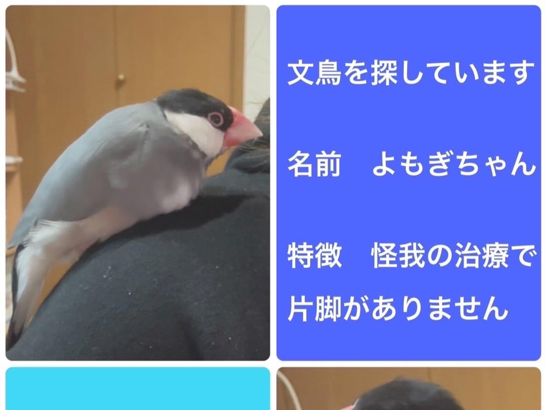 よもぎちゃん よもぎちゃん