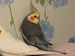 オカメインコさま専用ページ オカメインコさま専用ページ