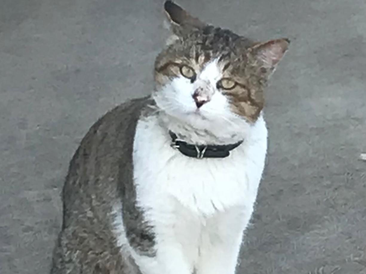 目撃された猫 目撃された猫