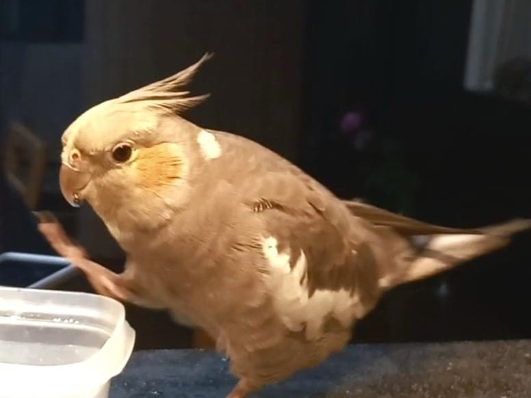 ポポちゃん ポポちゃん