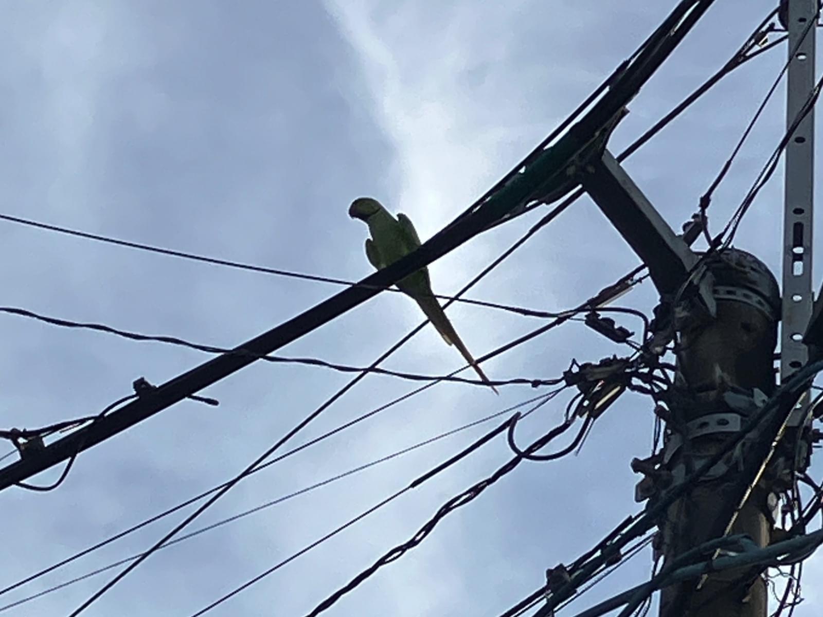 目撃された鳥