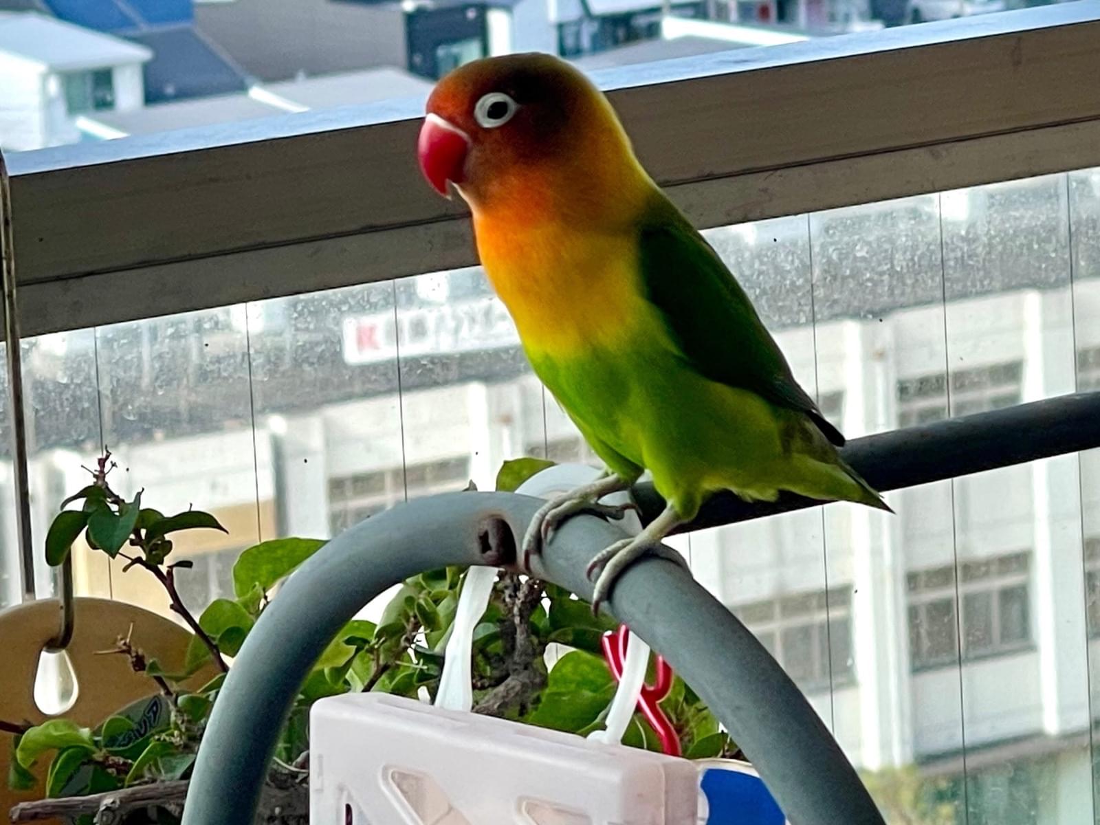 目撃された鳥 目撃された鳥