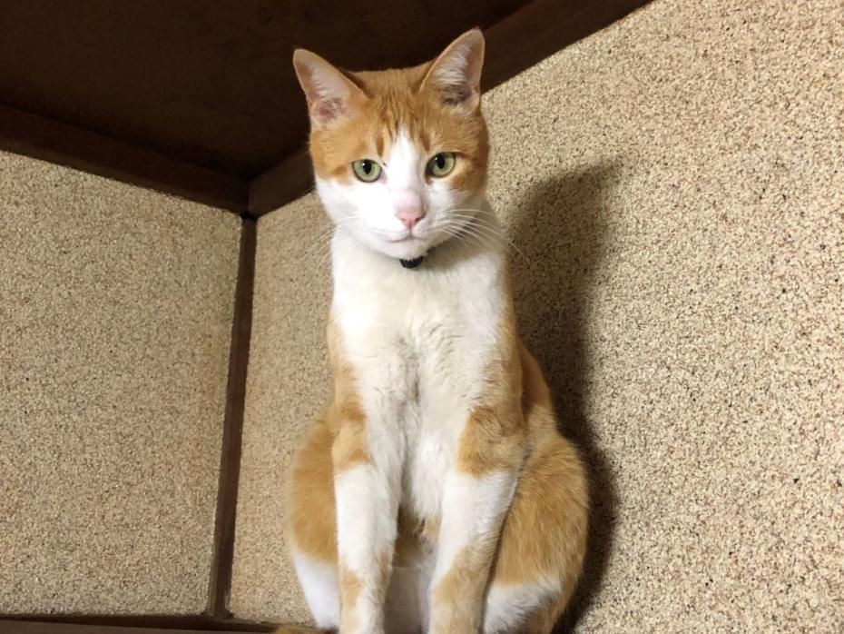 こてつちゃん こてつちゃん