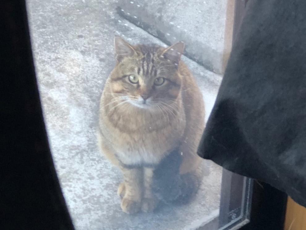 目撃された猫 目撃された猫
