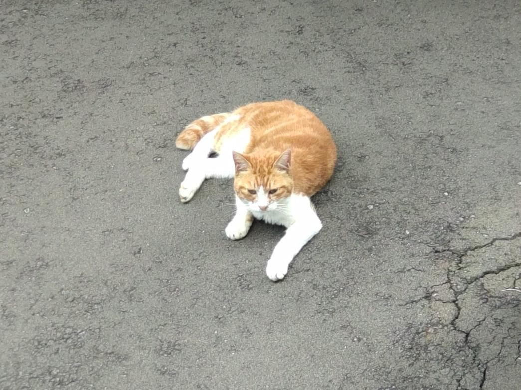 目撃された猫 目撃された猫