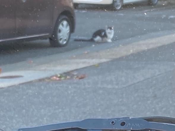 目撃された猫 目撃された猫