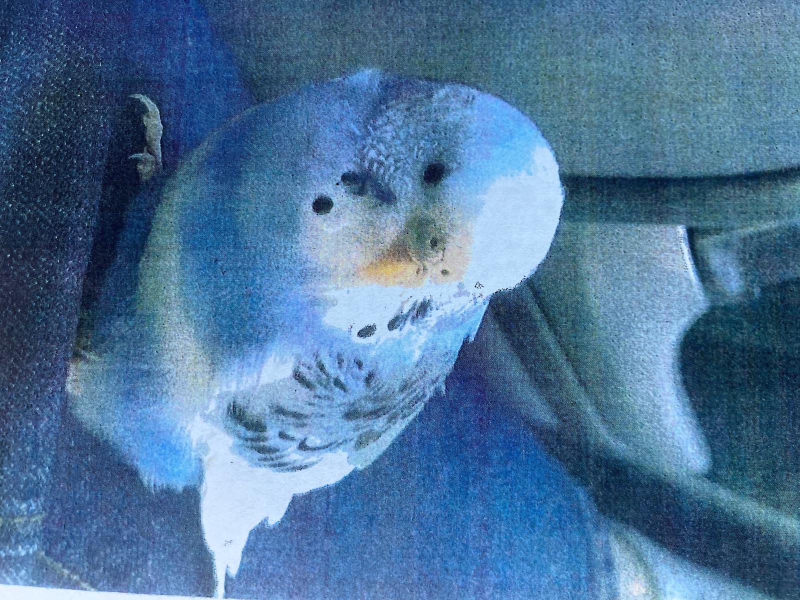 ぴー太郎ちゃん