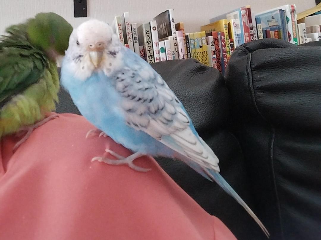 ピロロちゃん ピロロちゃん