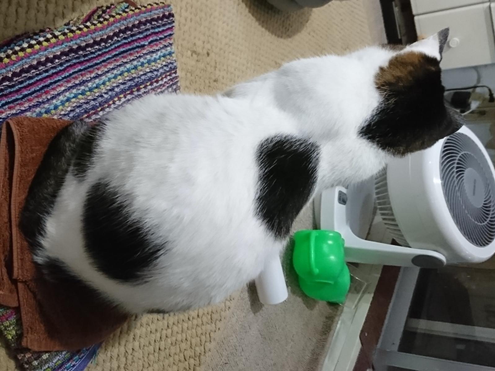 マンプクちゃん マンプクちゃん