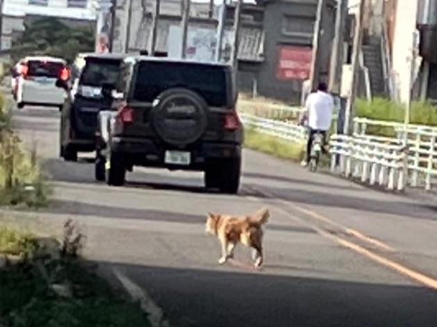 目撃された犬 目撃された犬