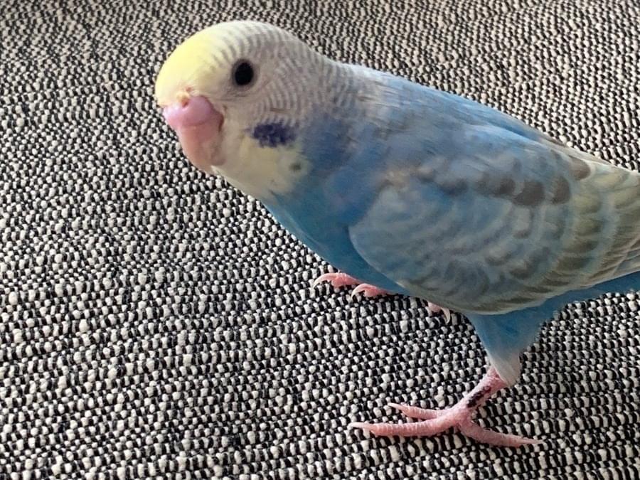 プッチちゃん プッチちゃん
