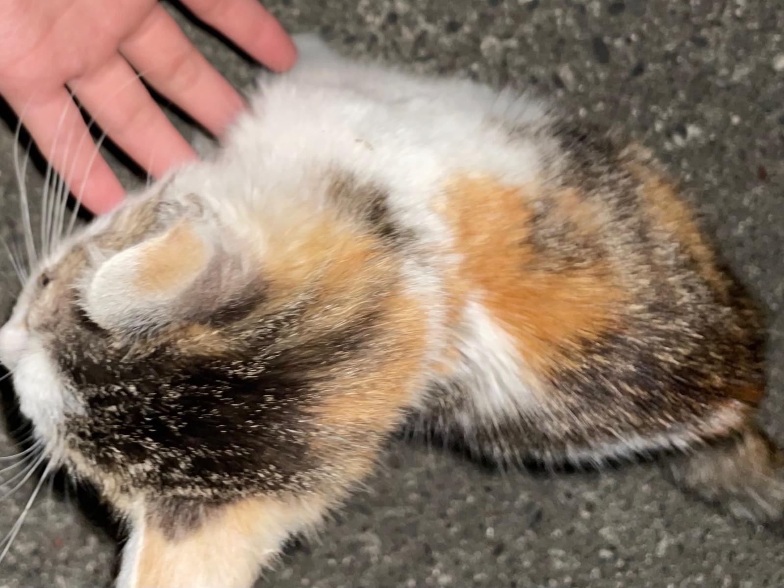 目撃された猫 目撃された猫