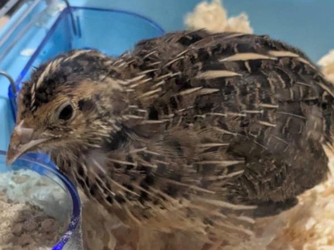 保護された鳥 保護された鳥