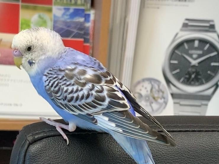 保護された鳥 保護された鳥
